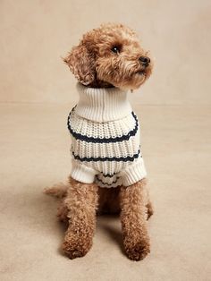 a brown dog wearing a white sweater