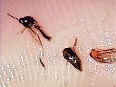 two bugs sitting on top of a bed next to each other in the water with bubbles all over them