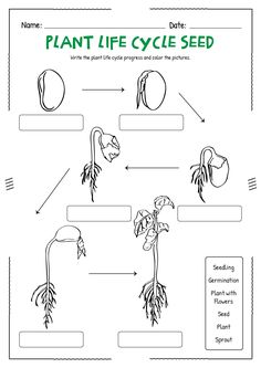 the plant life cycle worksheet for kids to help students learn how to grow plants