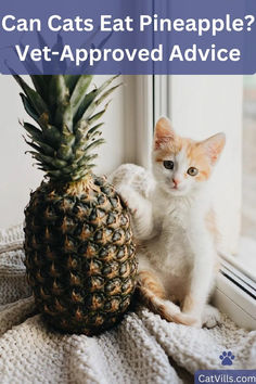 an orange and white cat sitting next to a pineapple on a window sill