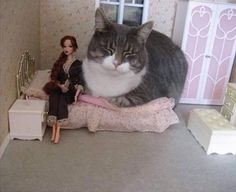 a cat sitting on top of a bed next to a doll