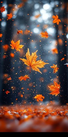 Cute Fall Wallpapers For Phone, Autumn Beauty Wallpaper, Fall Images Wallpaper, Cute Fall Phone Wallpaper, Fall Colours Wallpaper, Fall Wallpaper For Ipad, Nature Phone Backgrounds, Autumn Background Wallpapers, Fall Aethstetic