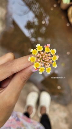 a person holding flowers in their hand with water and rocks in the back ground behind them