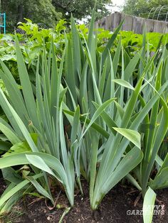 some very pretty green plants in the dirt