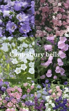 some very pretty flowers with the words cameraburry bells on it's side