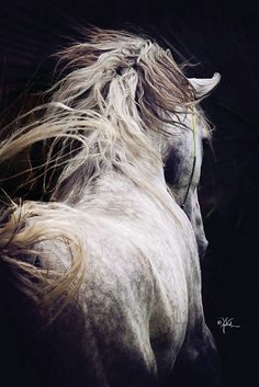 a white horse with long hair on it's back