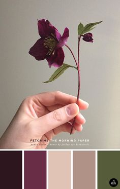 a hand holding a purple flower in front of a gray background with color swatches