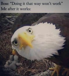 an eagle is looking at the camera with a caption above it that reads, boss doing it that way won't work me after it works