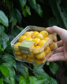 a hand holding a plastic container filled with yellow donuts in front of green leaves