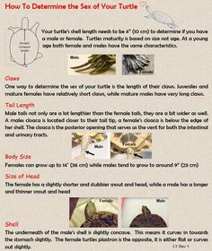 Identify sex of turtle Yellow Belly Turtle, Turtle Traps, Yellow Bellied Slider, Turtle Species, Box Turtles, Big Tortoise, Red Footed Tortoise, Turtle Stuff, Turtle Aquarium