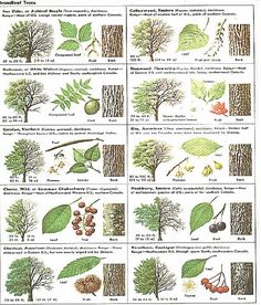 an image of different types of trees