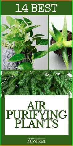 More than just adding a splash of living decor to your home, air purifying plants can make your indoor air healthier. Here are 14 of the best. Best Air Purifying Plants, Air Cleaning Plants, Air Purifying House Plants, Hanging Plants Indoor, Blogger Inspiration, Best Indoor Plants, Low Light Plants, Air Purifying Plants, Air Purifying