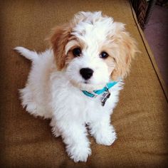 a small white and brown dog sitting on top of a couch