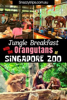 an advertisement for the orangutans at singapore zoo with images of people and animals