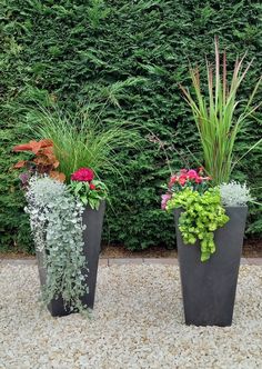 three tall planters with different types of plants in them on gravel area next to shrubbery