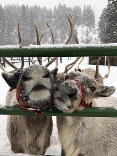 two reindeers standing next to each other in the snow