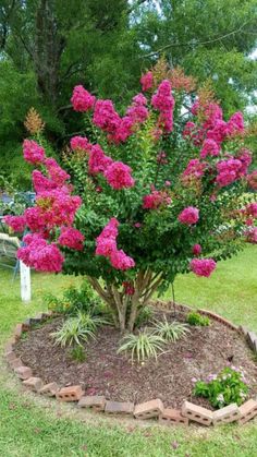 pink flowers are blooming in the middle of a flower bed on display at a park