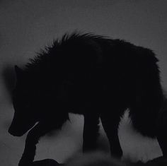 a black and white photo of a wolf