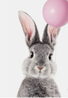 a gray rabbit holding a pink balloon in its mouth and looking up at the camera