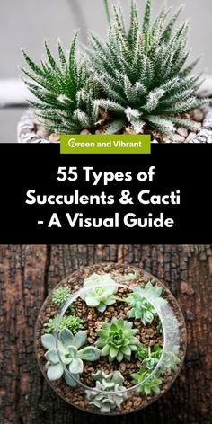 three types of succulents and cacti - a visual guide for beginners