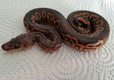 a large orange and black snake on a white surface