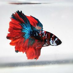 a red and blue siamese fish in an aquarium