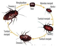 four different types of bed bugs on a white background, labeled in the following words