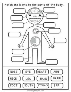 the body worksheet for kids to learn how to read and label it out