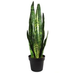 a green plant in a black pot on a white background