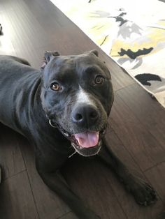 a large black dog laying on top of a wooden floor