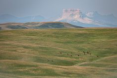 cattle graze in an open field with the mountains in the background