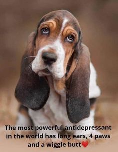 a brown and white dog sitting on top of a wooden floor next to a quote