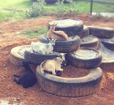 two goats are sitting on old tires in the dirt