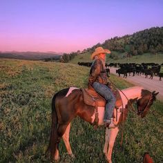 a man riding on the back of a brown and white horse next to a herd of cattle