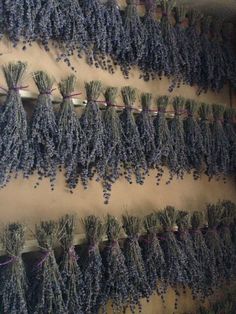 several bundles of lavender hanging on a wall