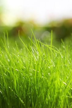 closeup of green grass in the sunlight