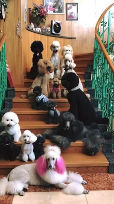 a bunch of dogs that are sitting on some stairs