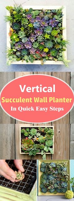 vertical succulent wall planter in quick easy steps