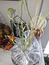 a glass vase filled with flowers on top of a table