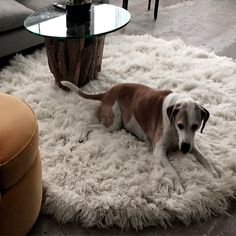 a brown and white dog laying on top of a shaggy rug in a living room