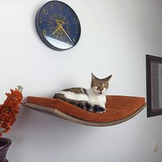 a cat laying on top of a shelf next to a clock