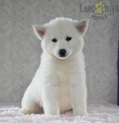 a small white dog sitting on top of a bed next to a purple and white wall