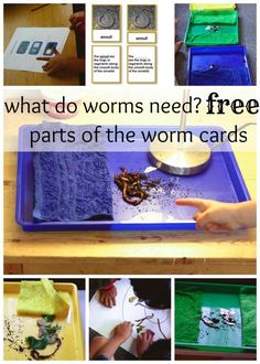 Worms For Preschool, Montessori Culture, Montessori Works, Montessori Science, Steam Ideas, Preschool Homeschool, Montessori Preschool, Montessori Ideas