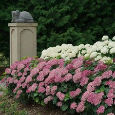 pink and white flowers line the side of a garden bed with a statue in the background