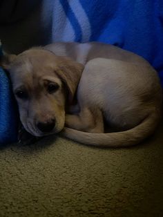 a small dog is curled up on the floor next to a blue blanket and pillow