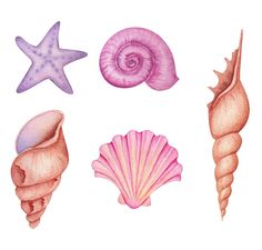 watercolor painting of seashells and starfish