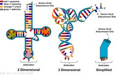 an image of the structure of a cross and two dimensional structures that are labeled in red, white, and blue