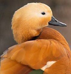 a close up of a duck with its head turned