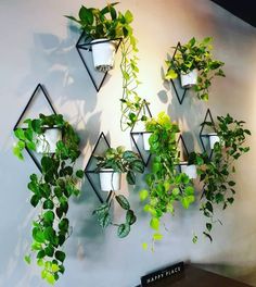 some plants are hanging up on the wall