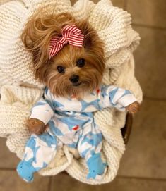 a small brown dog wearing a blue and white outfit sitting on top of a chair